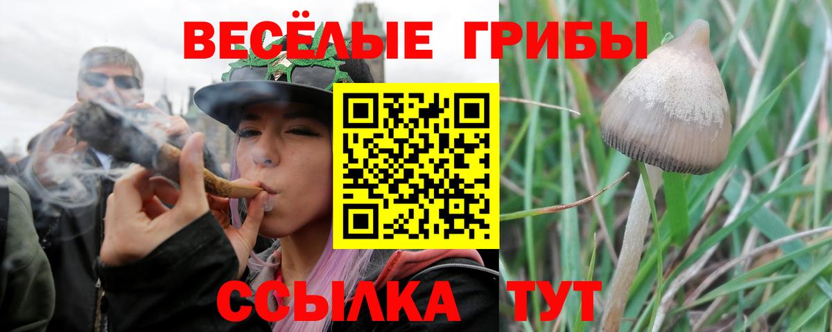 Псилоцибиновые грибы Cubensis Медногорск